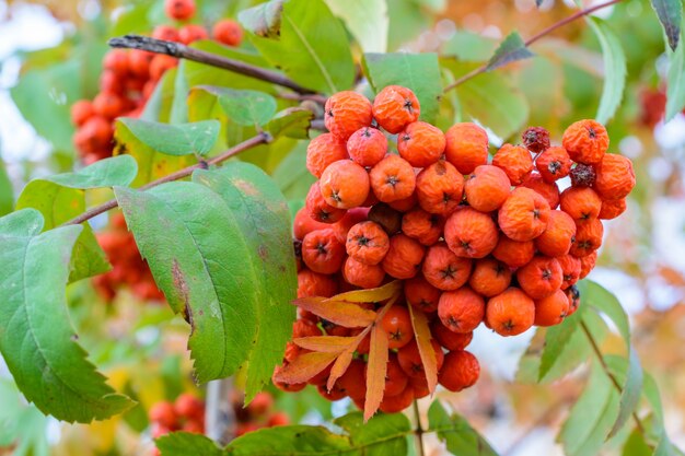 Rowan de outono com close-up de bagas vermelhas secas. foco seletivo. paisagem de outono.