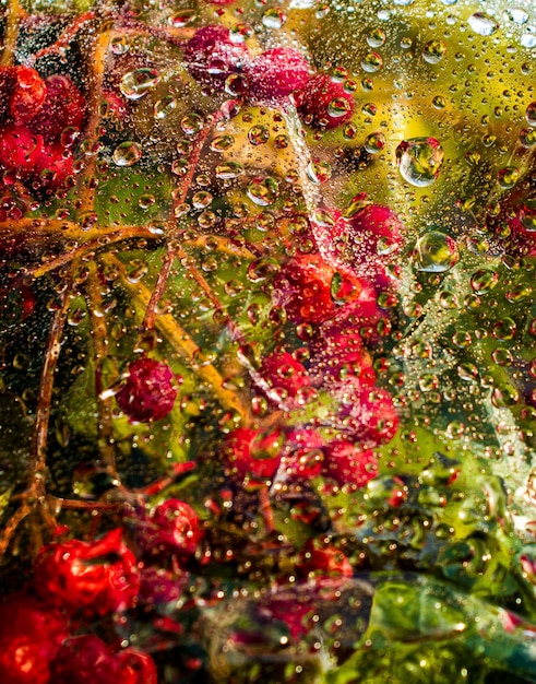 Rowan detrás de un vidrio de ventana húmedo bajo la lluvia en el que fluyen gotas de agua