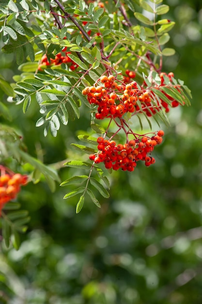 Rowan es una valiosa planta medicinal y decorativa de frutas Un montón de bayas en un árbol