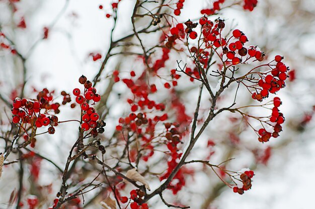 Rowan im Schnee