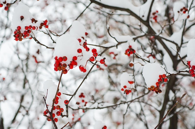 Rowan na neve