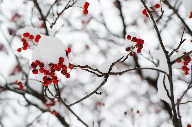 Rowan na neve