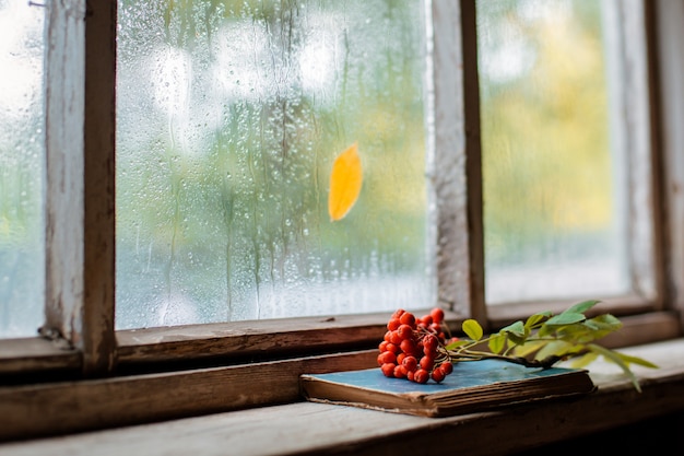 Rowan rama en la ventana húmeda de madera del pueblo