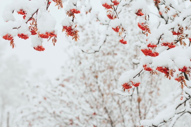Rowan ramas cubiertas de nieve