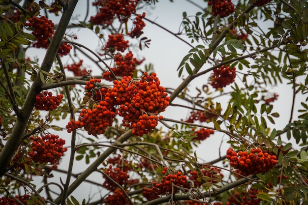 Rowan en ramas en otoño