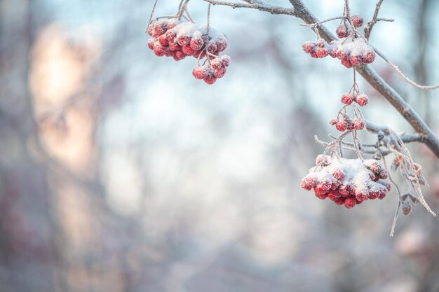 Rowan rojo en invierno bajo la nieve Concepto de invierno