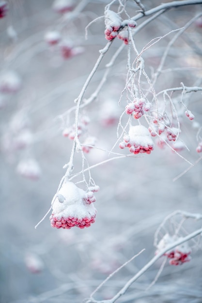 Rowan rojo en invierno bajo la nieve Concepto de invierno