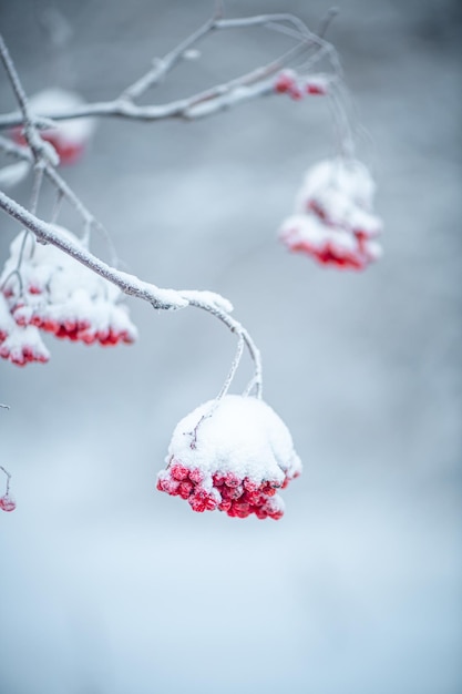 Rowan rojo en invierno bajo la nieve Concepto de invierno