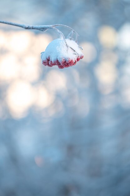 Rowan rojo en invierno bajo la nieve Concepto de invierno