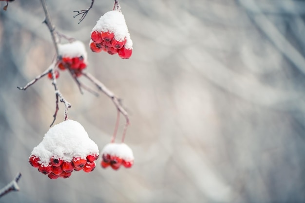 Rowan rojo en invierno bajo la nieve Concepto de invierno