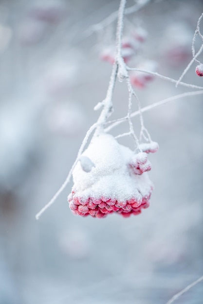 Rowan rojo en invierno bajo la nieve Concepto de invierno