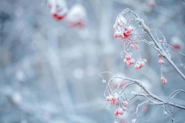 Rowan rojo en invierno bajo la nieve Concepto de invierno