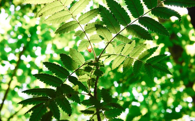 Rowan sai ao sol da primavera