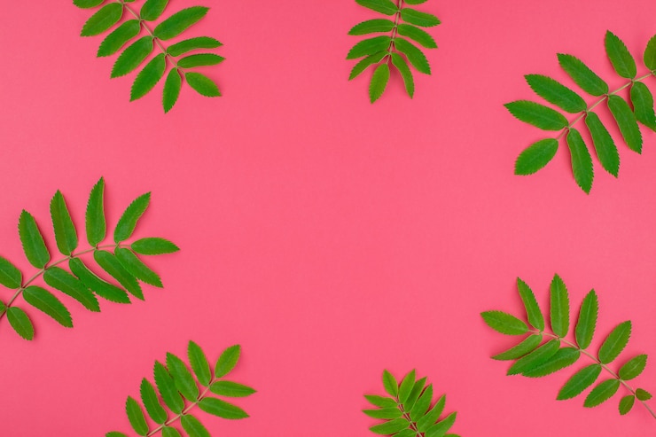 Foto rowan verde folhas de árvore no fundo rosa brilhante