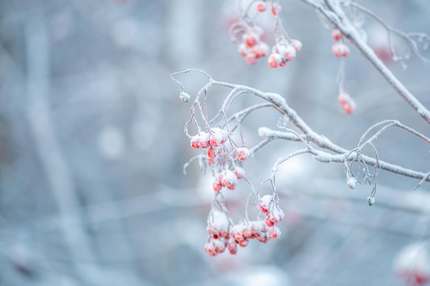 Rowan vermelho no inverno sob a neve conceito de inverno