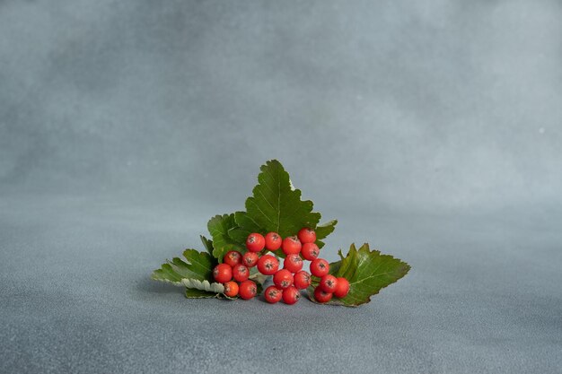 Foto rowan-zweig auf grauem hintergrund