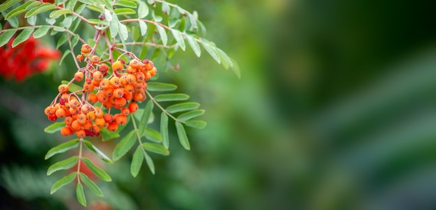 Rowanberries de maduración roja a fines del verano poca profundidad de campo bokeh de fondo