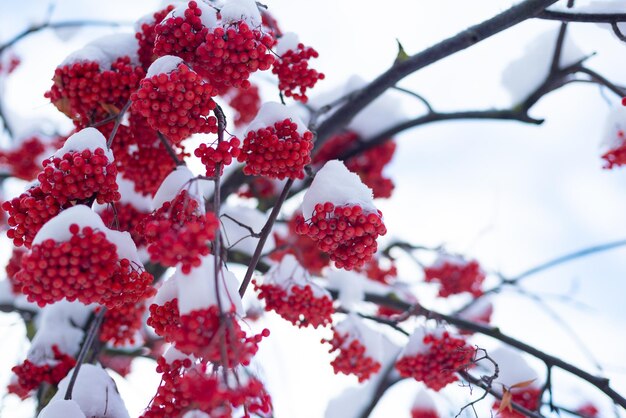 Rowanberry ubder nieve profunda en día de invierno