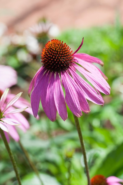 Roxo coneflowers echinacea closeup foco seletivo