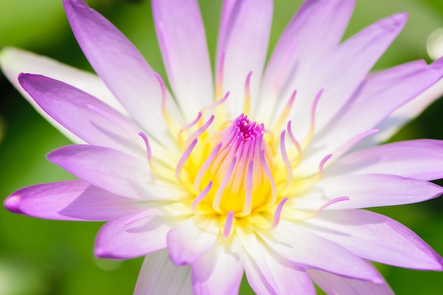 Roxo da beleza do close up waterlily.