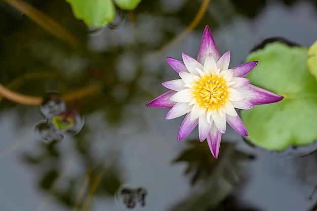 Roxo escuro das flores de Lotus na libra.