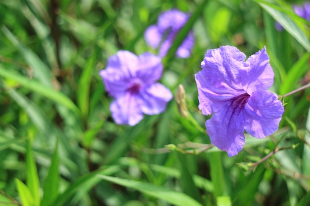 Roxo estourando vagem flores com grama verde no fundo