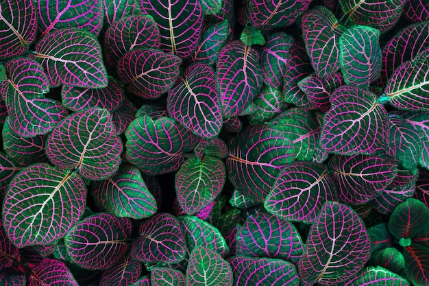 Roxo néon com verde esmeralda escuro, plantas fittonia albivenis, planta de casa tropical, vista superior