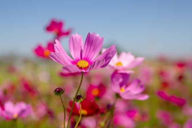 Roxo, rosa, vermelho, cosmos flores no garde n com fundo azul do céu e nuvens