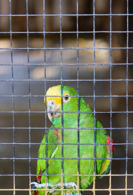 Royal Parrot o Yellowfronted Amazon enjaulado en un zoológico Amazona ochrocephala