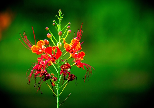 Royal Poinciana em plena floração durante as monções na Índia