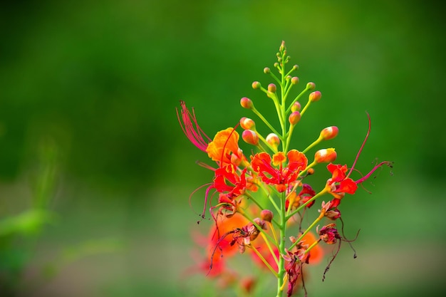 Royal Poinciana em plena floração durante as monções na Índia