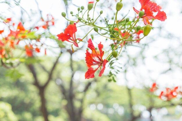 Royal Poinciana o Flamboyant (Delonix regia)