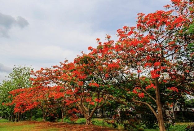 Royal Poinciana rot blüht wunderschön