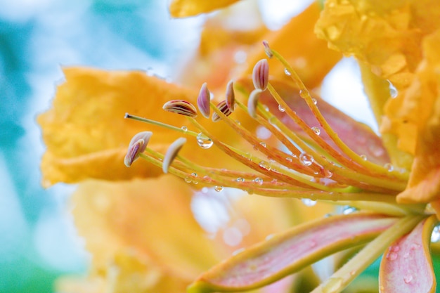 Royal Poinciana