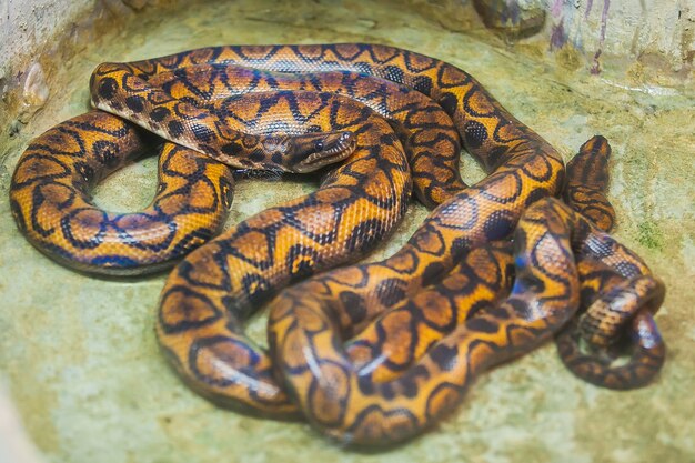 Royal Python, o Ball Python (Python regius) en el zoológico