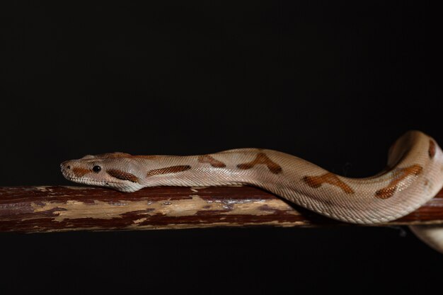 Royal Python, o Ball Python Python regius