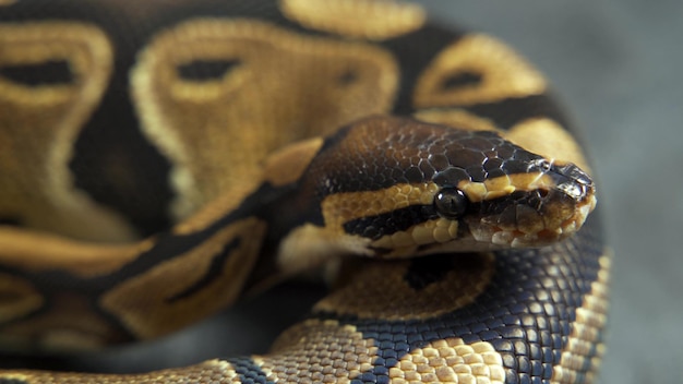 Royal Python o Python regius en un enganche de madera en un estudio sobre un fondo blanco Cerrar