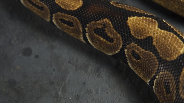Royal Python o Python regius en un gancho de madera en un estudio sobre un fondo oscuro
