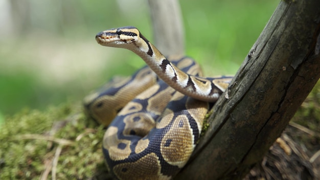 Royal Python oder Python Regius auf Holzhaken. Nahansicht