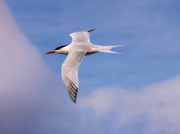 Royal Tern im Flug in einem blauen Himmel mit Wolken