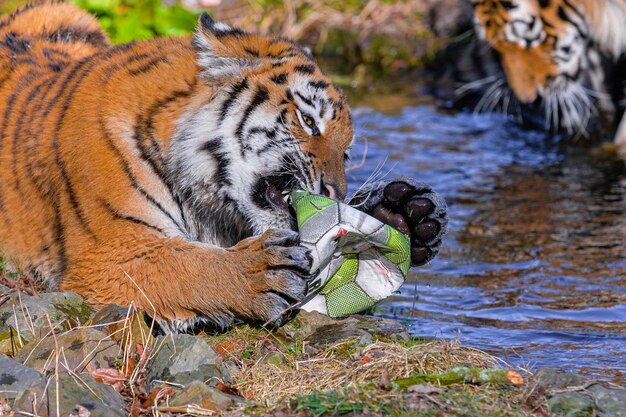 Foto royel bengal tiger läuft im seetiger im wasser