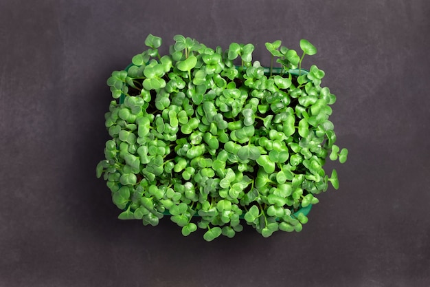 Rradish microgreens en negro micro greens rábano creciendo en caja estilo de vida saludable
