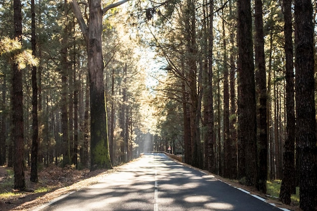 Rua através da floresta Uma estrada vazia e calma passando por uma floresta cheia de belas árvores sem tráfego e conceito de transporte de viagem em paisagem natureza ao ar livre