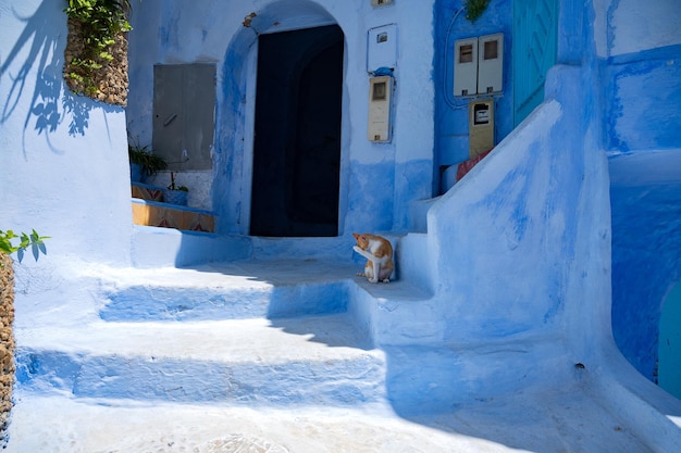 Rua azul com gato nas escadas em Marrocos