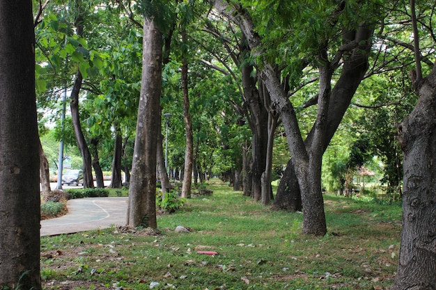 Rua bastante sob árvores frondosas na floresta da cidade ou no parque da cidade