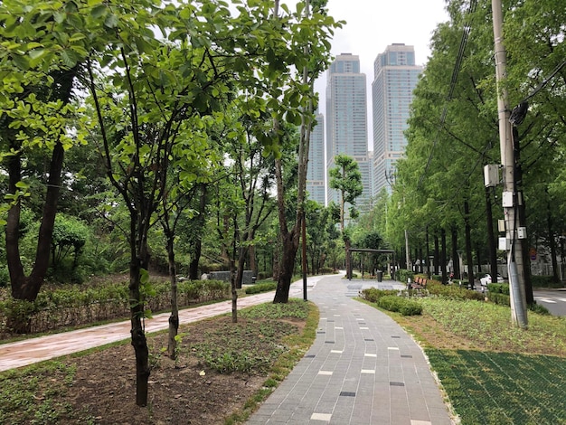 Rua em meio a árvores no parque