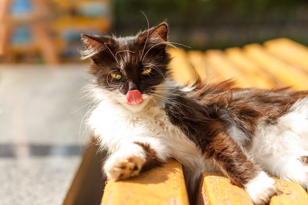 Rua gato lava deitado num banco no verão