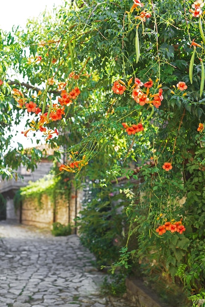 Ruas floridas da cidade do sul Rua estreita com flores e velhas casas de pedra