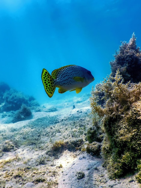 Rubberlip de manchas negras, paisaje submarino de arrecife (Plectorhinchus gaterinus) Vida marina