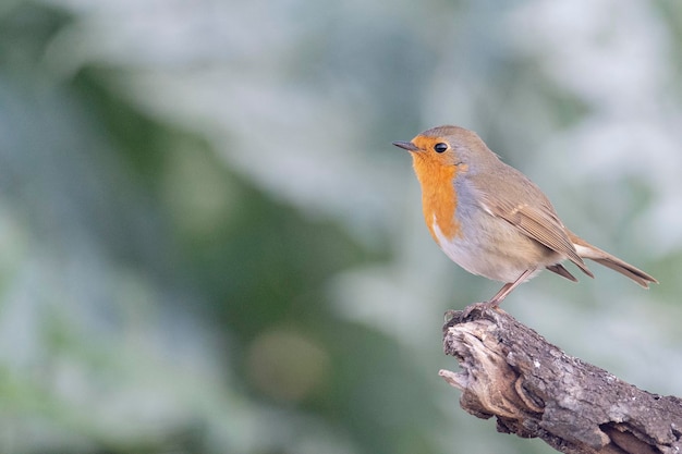 Rubéola europeia rubéola ou rubéola de peito vermelho Erithacus rubecula Malaga Espanha